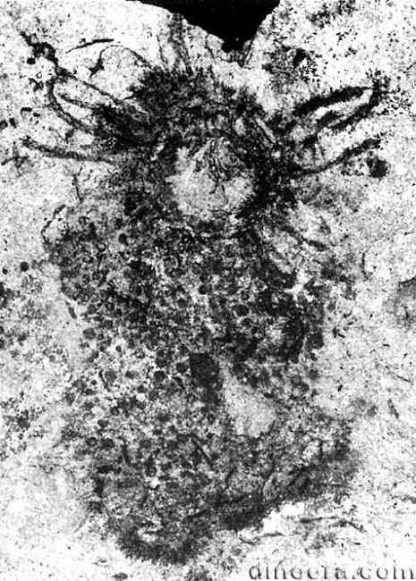 Isoetites innae 07 cc