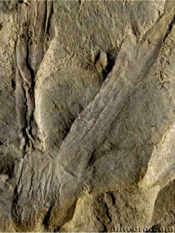 Isoetites madygensis 03 cc