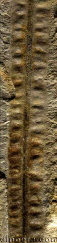 Isoetites madygensis 07 cc