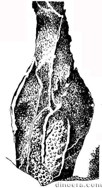 Isoetites onkilonicus Isoetites onkilonicus 01 cc