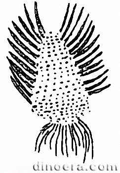 Isoetites phyllophila Isoetites phyllophila 01 cc