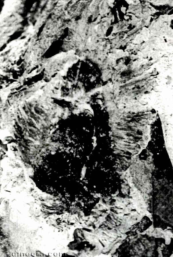 Isoetites phyllophila 02 cc