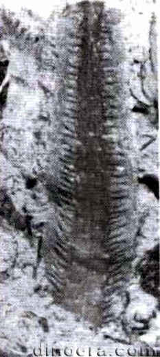Isoetites phyllophila 07 cc