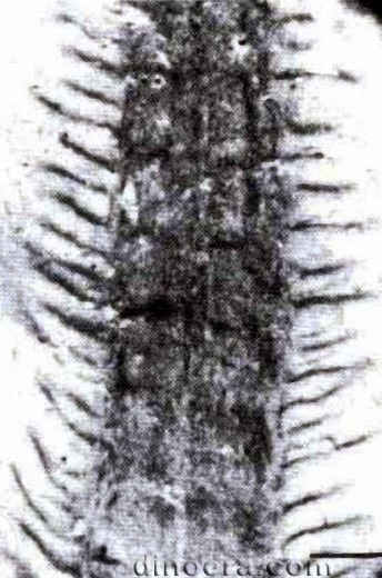 Isoetites phyllophila 08 cc