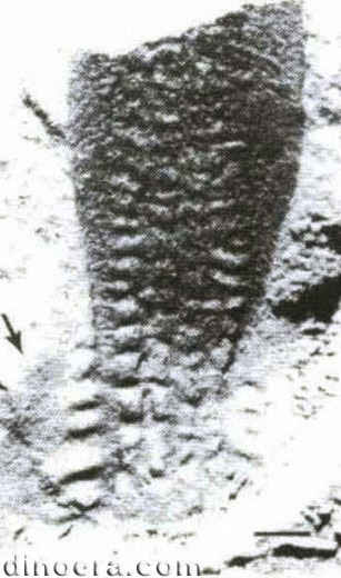 Isoetites phyllophila 09 cc