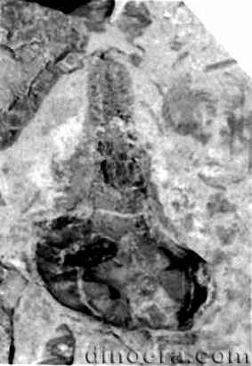 Isoetites rolandii 03 cc