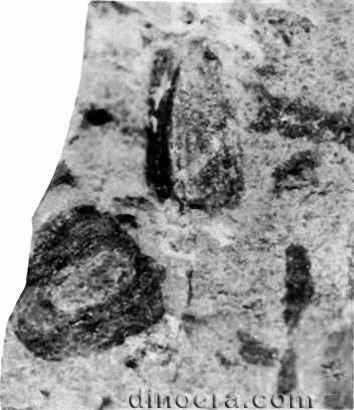 Isoetites rolandii 06 cc