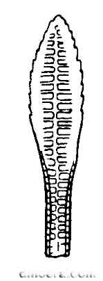 Isoetites serratus Isoetites serratus 01 cc