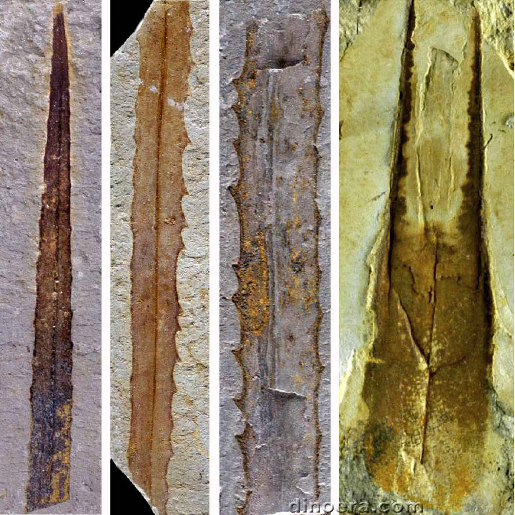 Isoetites sixteliae Isoetites sixteliae 01-02-03-04 cc
