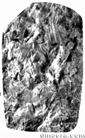 Isoetopsis choffatii 05 cc