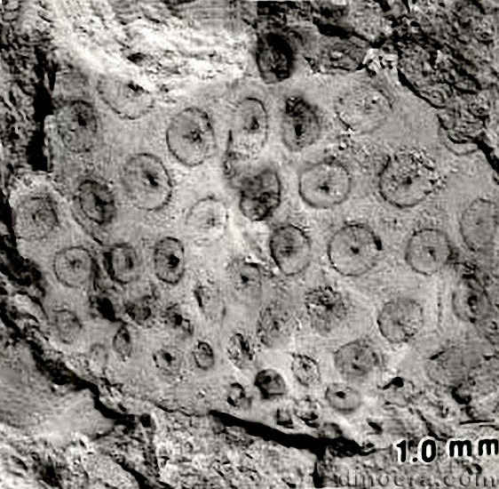 Isoetopsis choffatii 06 cc