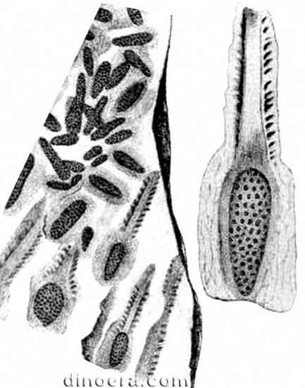 Isoetopsis choffatii 07 cc