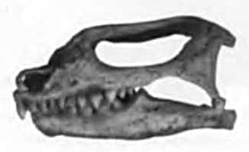 Kapes cf. majmesculae