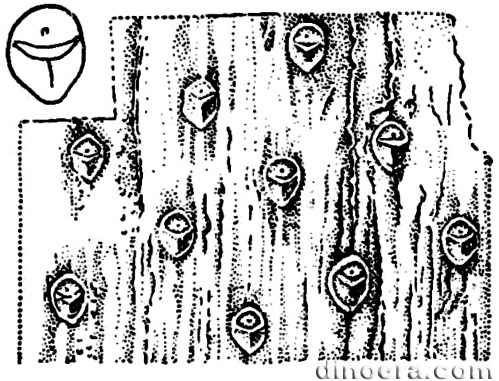 Kazakhiodendron karagandense 01 cc