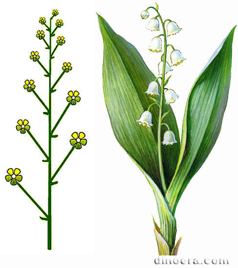 Kist (sotsvetie) 01 cc