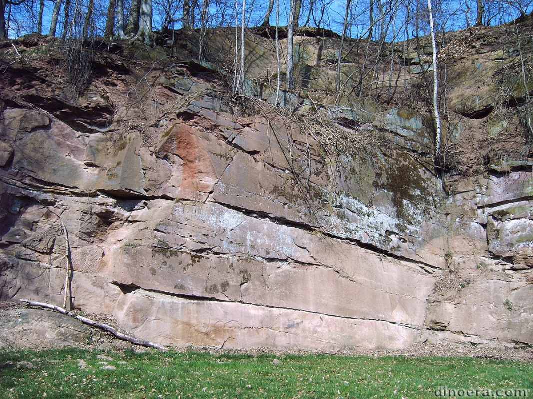 Koiloskiosaurus coburgensis