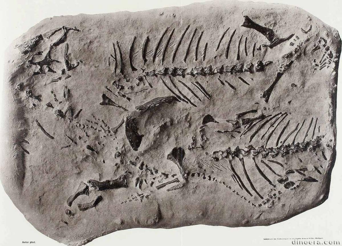 Koiloskiosaurus coburgensis