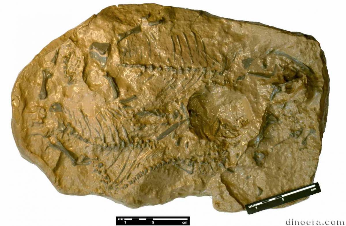 Koiloskiosaurus coburgensis