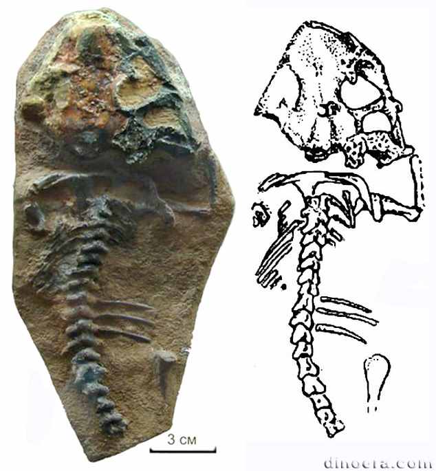 Lanthaniscus efremovi Lanthaniscus efremovi 03 cc