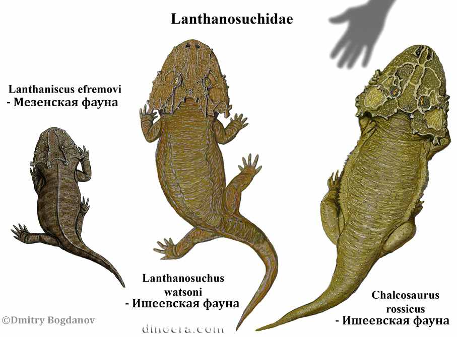 Lanthanosuchidae Lanthanosuchidae by Dmitry Bogdanov cc