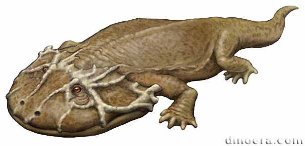 Lanthanosuchus watsoni Lanthanosuchus watsoni 05 cc