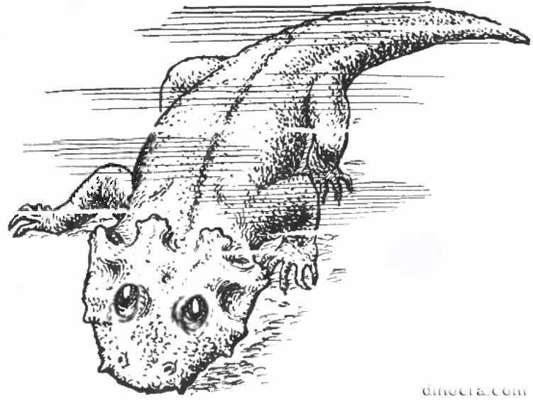 Lanthanosuchus watsoni 09 cc