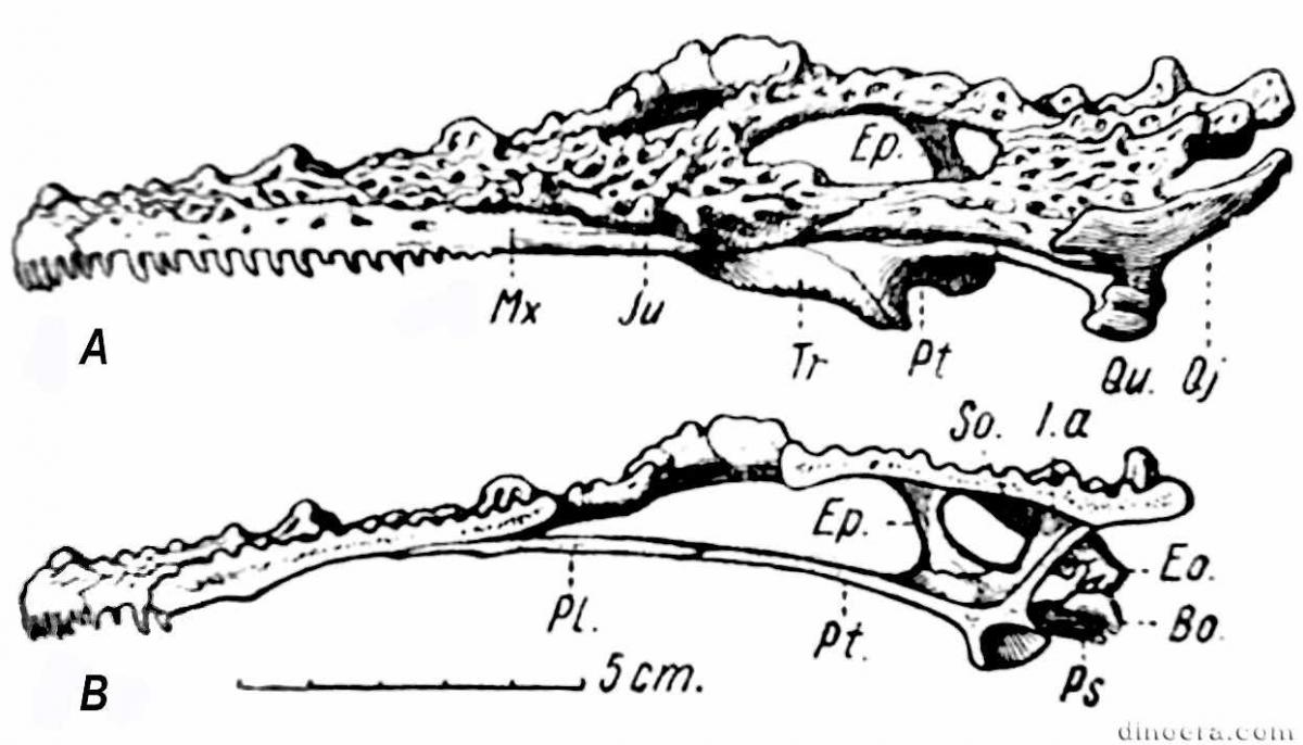 Lanthanosuchus watsoni 30 cc