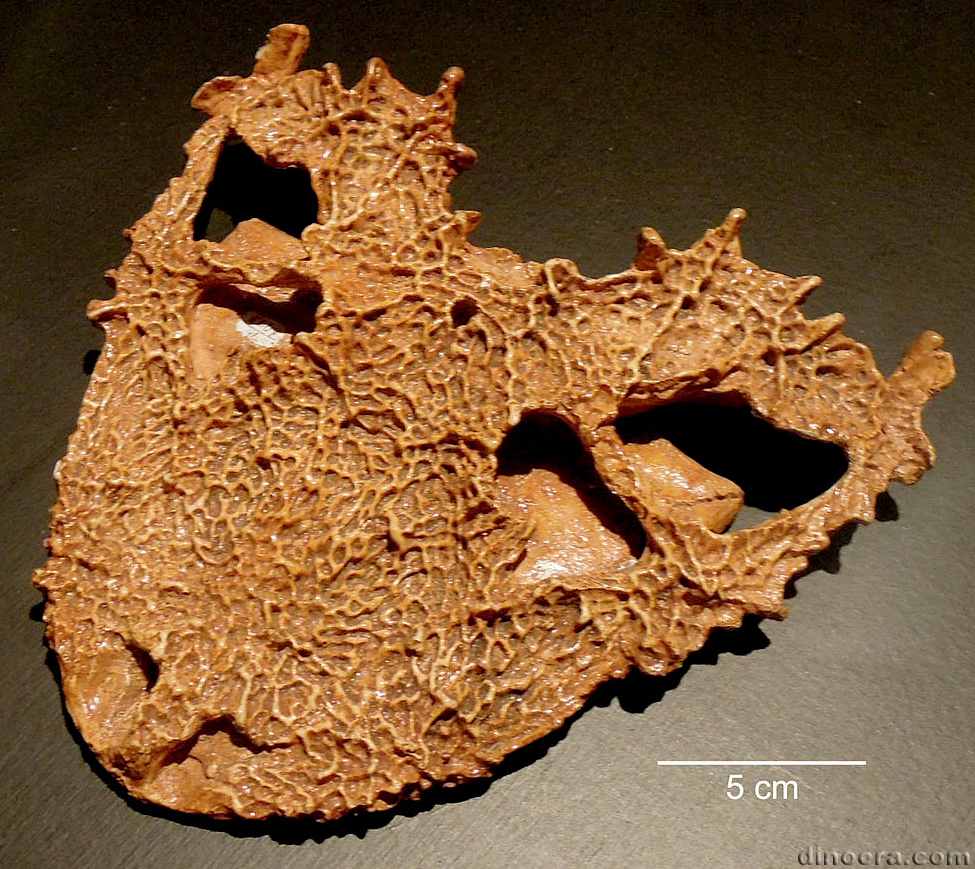 Lanthanosuchus watsoni 49 cc
