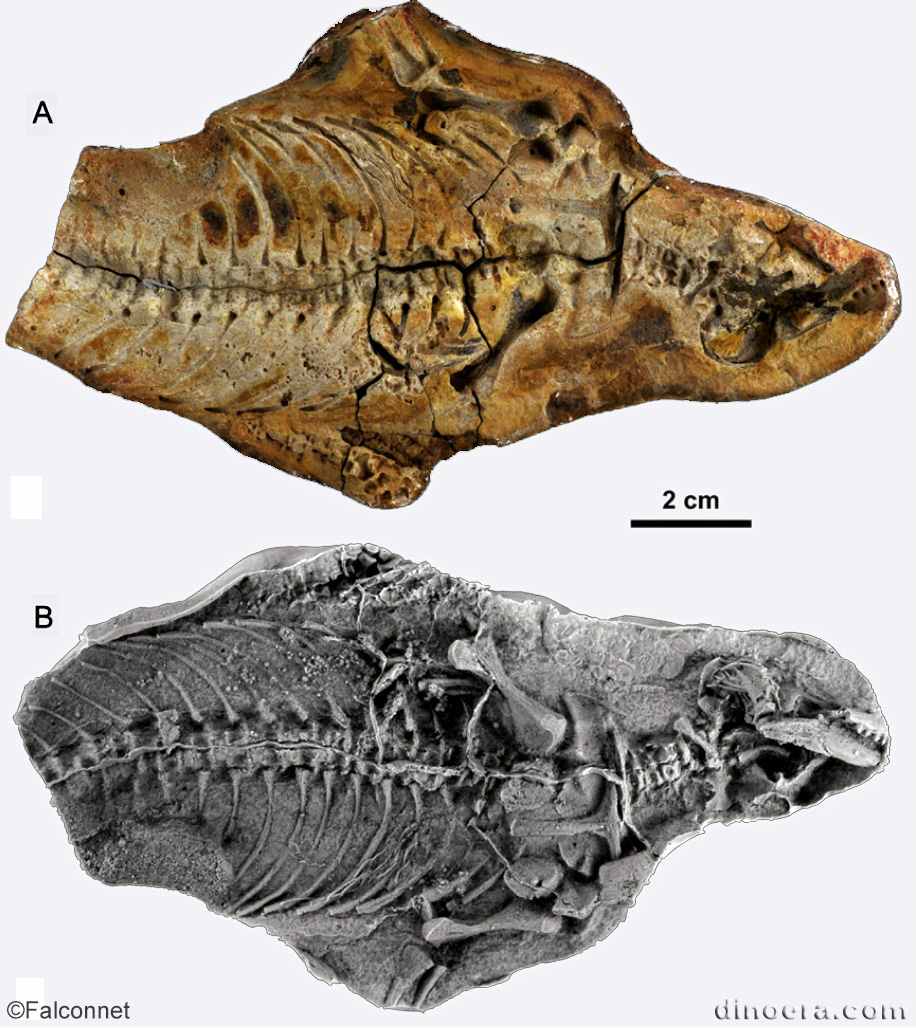 Lasasaurus beltanae