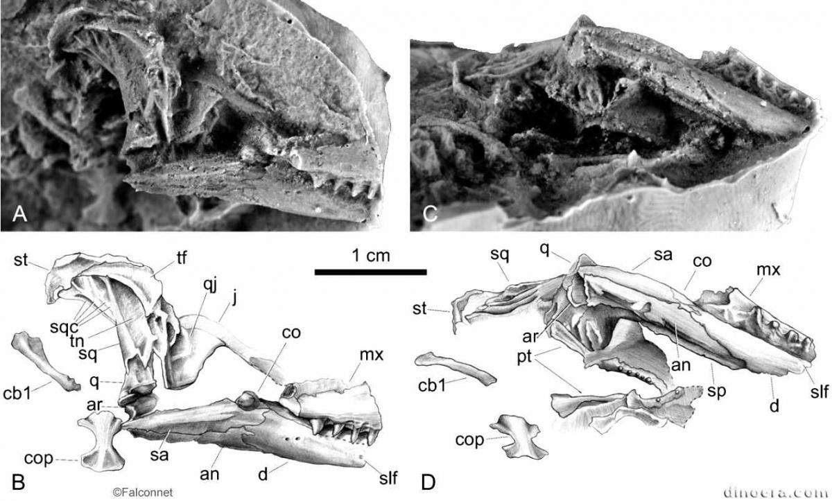 Lasasaurus beltanae