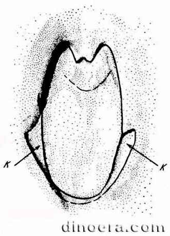 Leaf base wings_cc cc