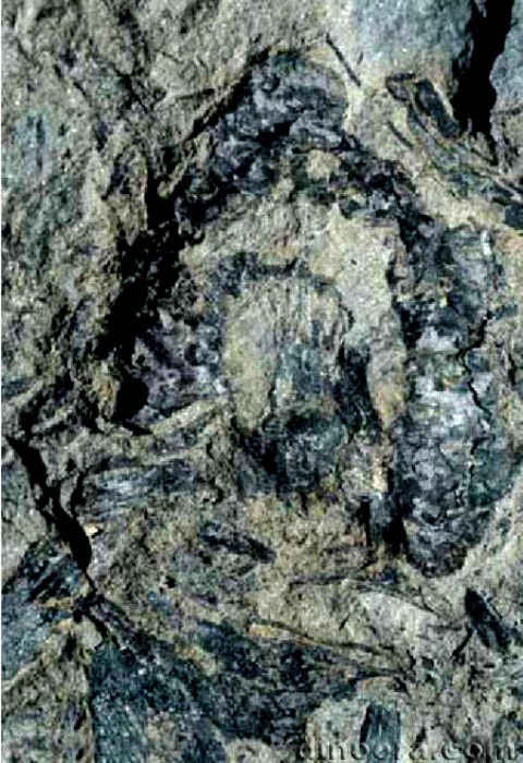 Lepacyclotes bechstaedtii 03 cc