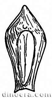 Lepacyclotes convexus 01 Спорофиллы cc