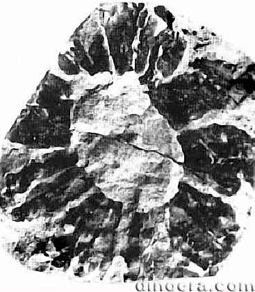 Lepacyclotes zeilleri 05 cc