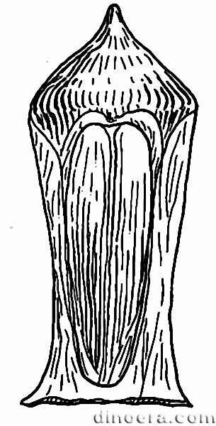 Lepacyclotes zeilleri 06 Спорофиллы cc