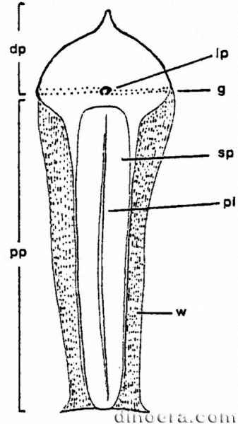 Lepacyclotes zeilleri 07 cc