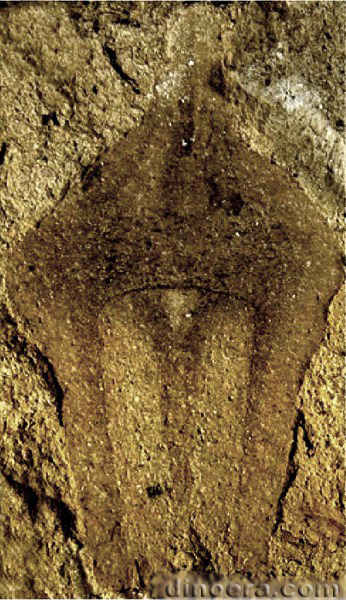 Lepacyclotes zeilleri 08 cc