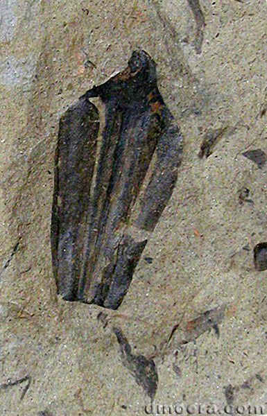 Lepacyclotes zeilleri 09 cc