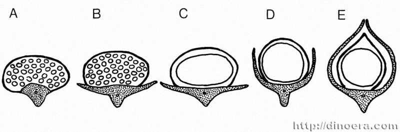 Lepidodendralean sporophyll