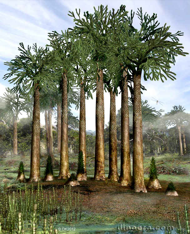 Lepidodendron aculeatum 01 cc