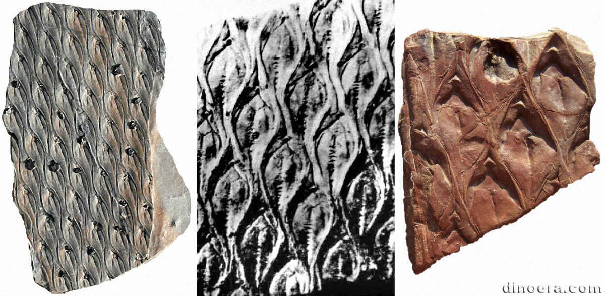 Lepidodendron aculeatum 02-07-20 cc