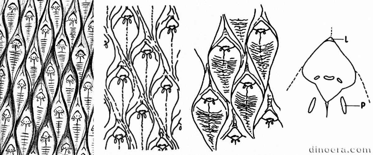 Lepidodendron aculeatum 10-15-16-17 cc