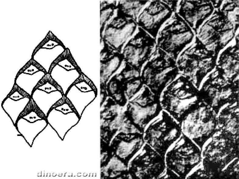 Lepidodendron barnsleyense 01-02 cc