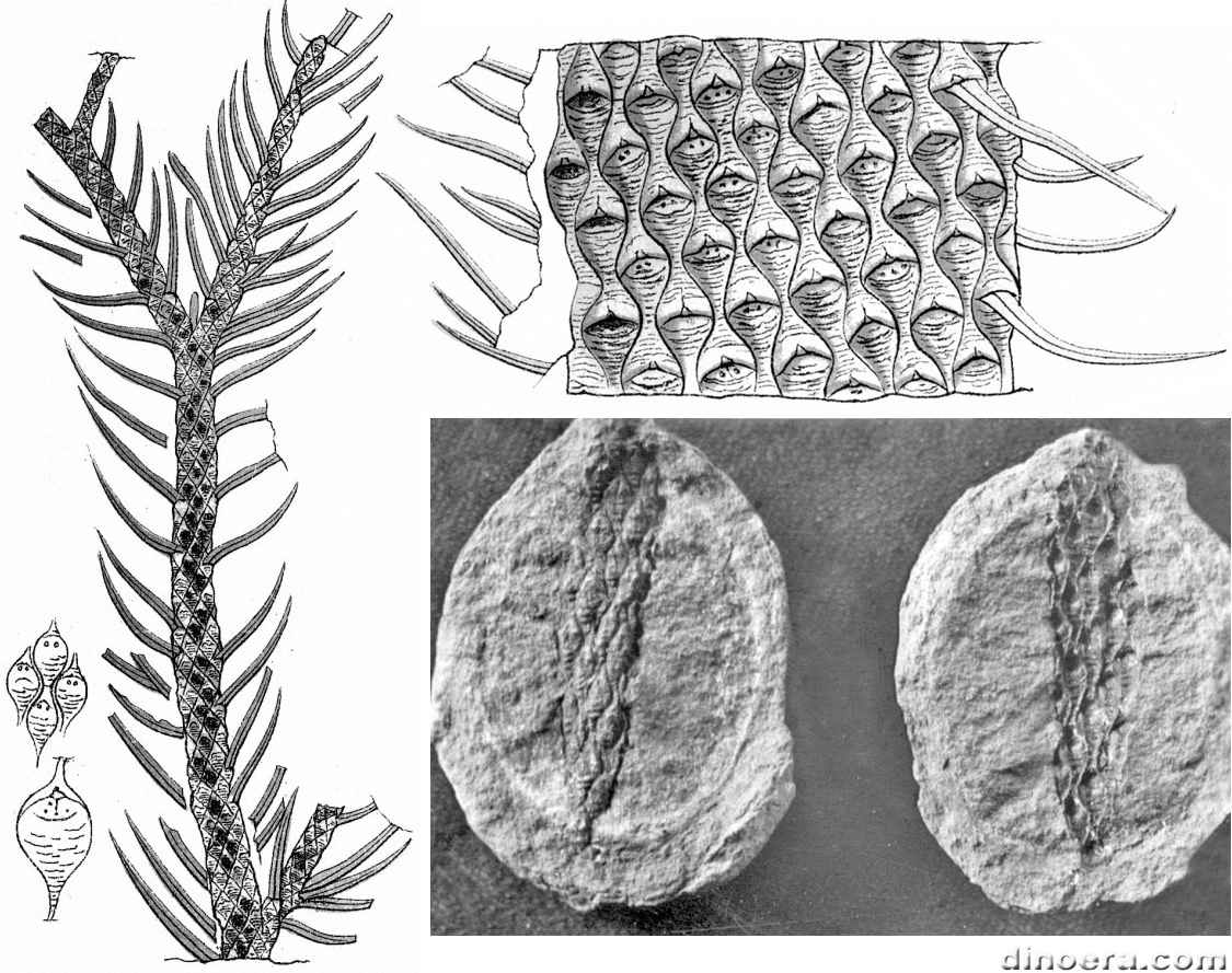 Lepidodendron brittsii 01-02-03 cc