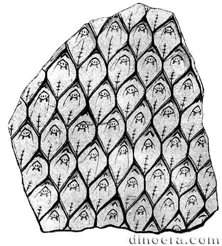 Lepidodendron carinatum 01 cc