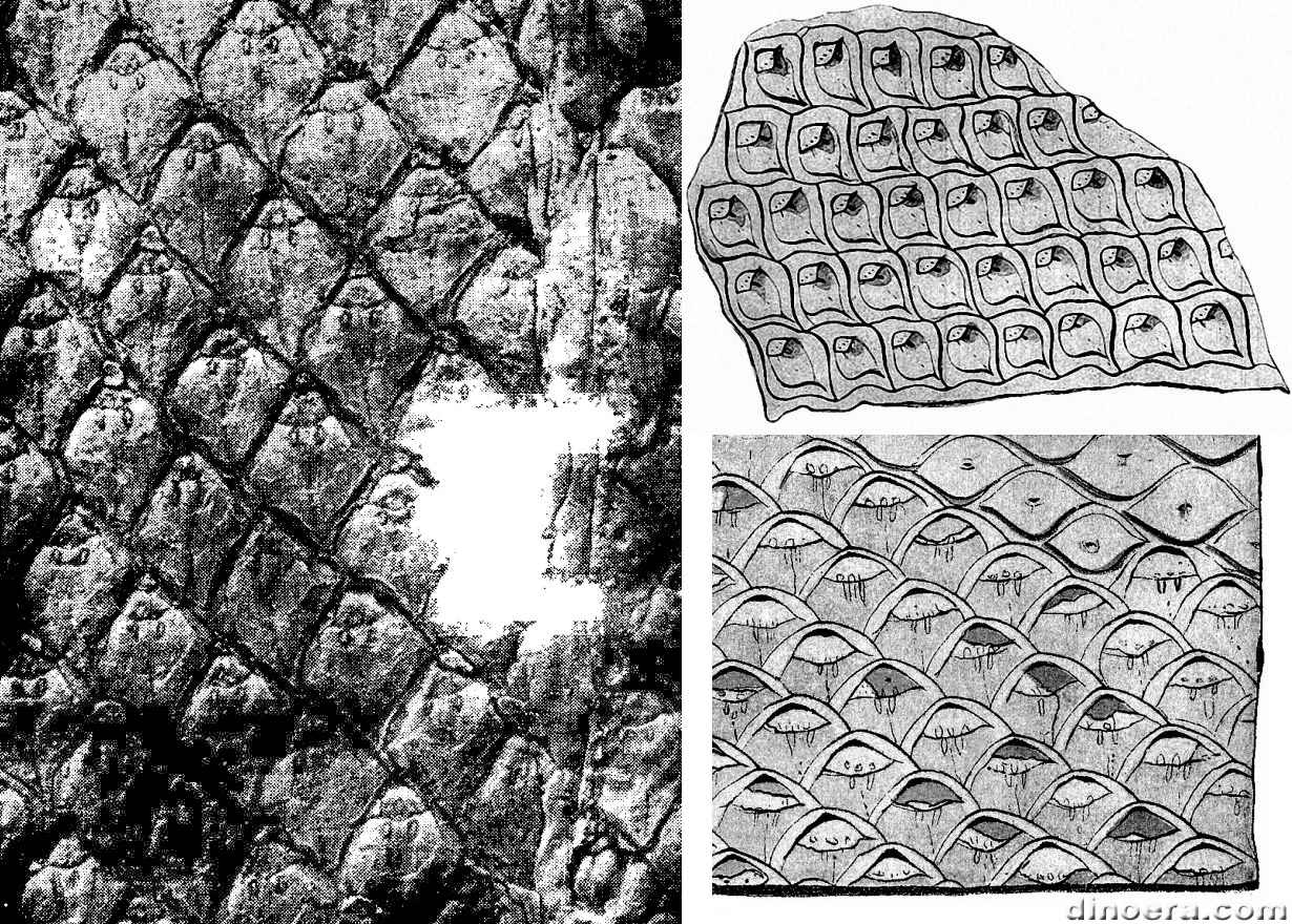 Lepidodendron clypeatum 01-02-03 cc