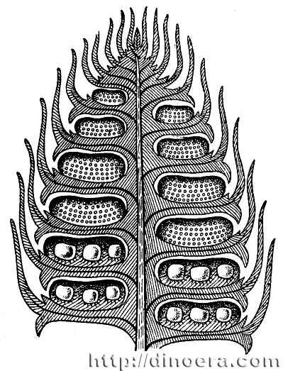 Lepidodendron cones 04