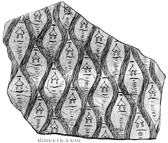 Lepidodendron conicum 01 cc