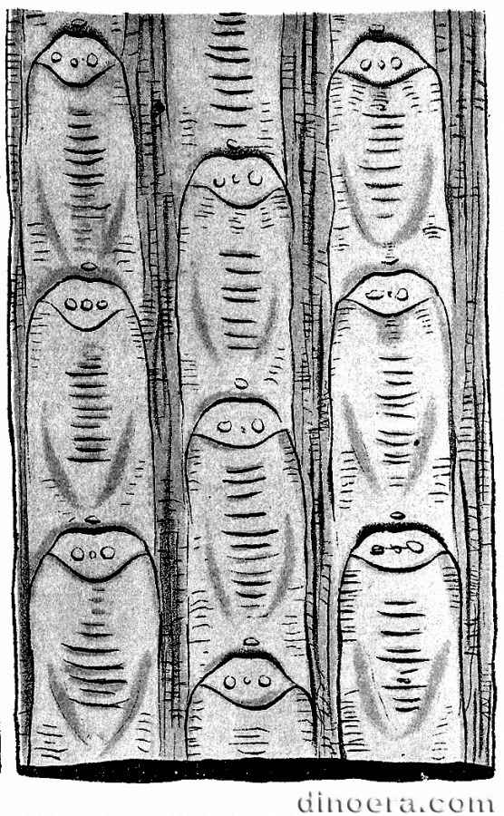 Lepidodendron costatum 01 cc