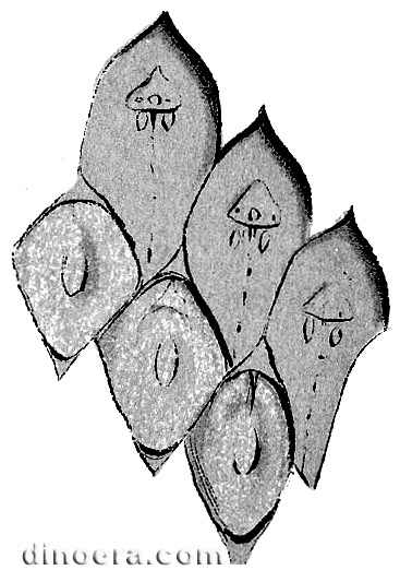 Lepidodendron cuspidatum 01 cc